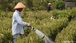 Melihat Pusat Pembibitan Tanaman Durian di Magelang