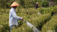 Dusun Kebonkliwon menjadi salah satu pemasok bibit tanaman durian.
