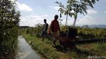 Melihat Pusat Pembibitan Tanaman Durian di Magelang