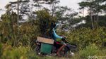 Melihat Pusat Pembibitan Tanaman Durian di Magelang