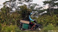 Durian Musang King dan Bawor menjadi bibit primadona yang banyak dibeli. 