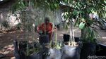 Melihat Pusat Pembibitan Tanaman Durian di Magelang