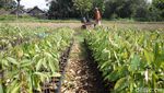 Melihat Pusat Pembibitan Tanaman Durian di Magelang