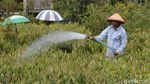 Melihat Pusat Pembibitan Tanaman Durian di Magelang