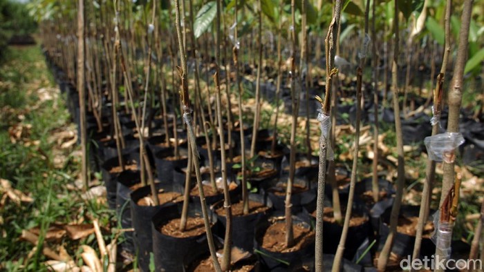 Melihat Pusat Pembibitan Tanaman Durian di Magelang Dusun Kebonkliwon, Salaman, Magelang, Jawa Tengah, menjadi salah satu pemasok bibit tanaman durian. Di tempat ini dilakukan persilangan pohon durian.