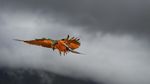 Potret Burung Macaw Terbang di Langit Caracas