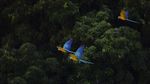 Potret Burung Macaw Terbang di Langit Caracas