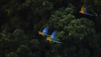 Populasi burung berwarna biru-kuning ini menjadi ciri khas Caracas.