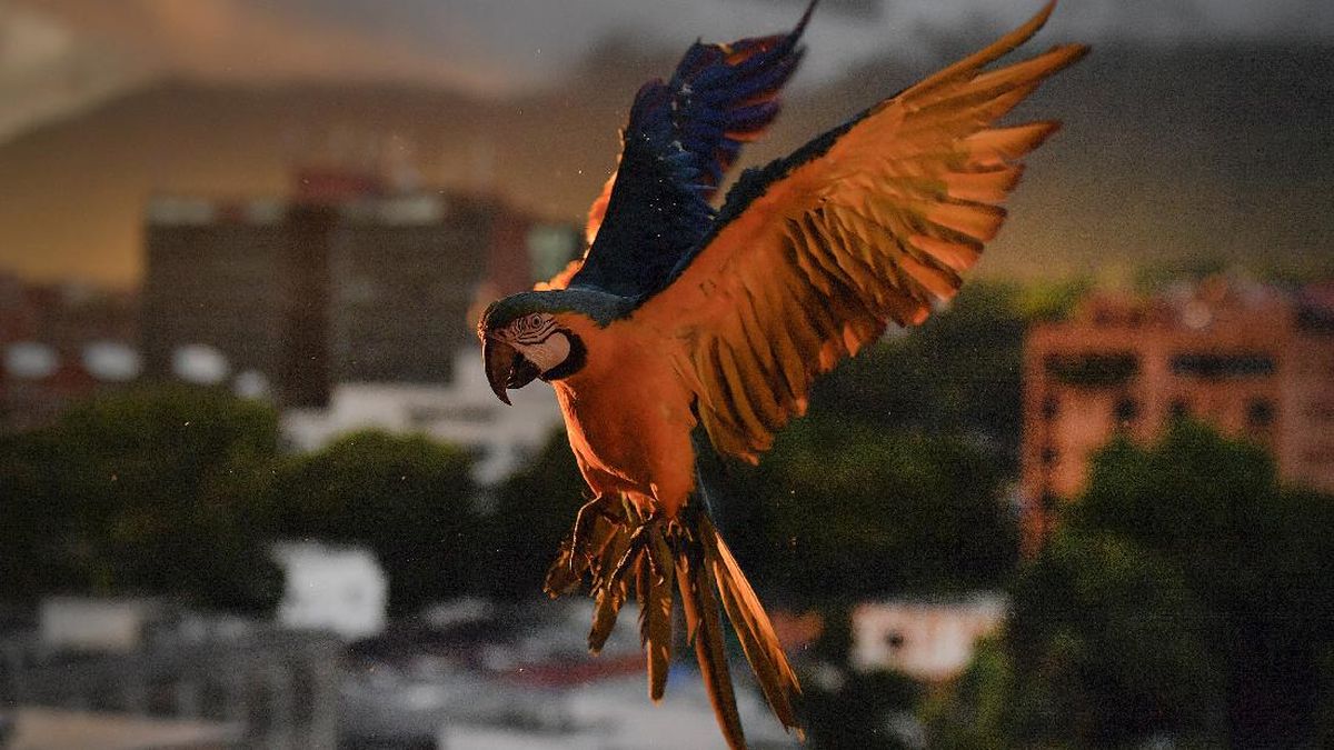 Benarkah Burung Bernapas dengan Kantong Udara? Simak Penjelasannya!
