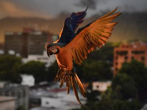 Benarkah Burung Bernapas dengan Kantong Udara? Simak Penjelasannya!