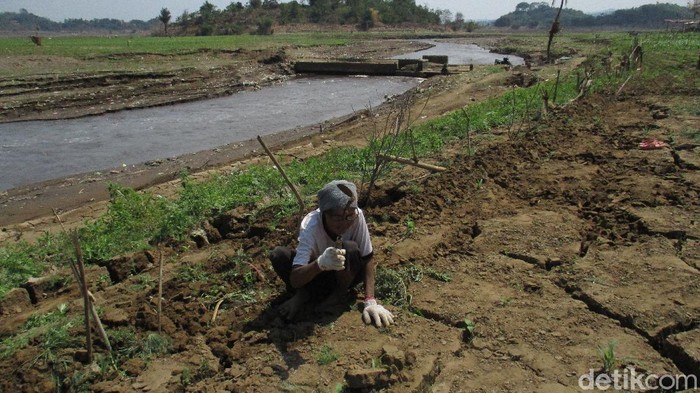 Warga Sumedang bercocok tanam memanfaatkan waduk Jatigede yang surut