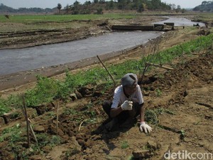 Warga Sumedang Manfaatkan Surutnya Waduk Jategede untuk Bercocok Tanam