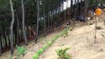 Foto: Pemandangan Aduhai dari Bukit Cantik di Trenggalek