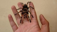 Berbagai jenis tarantula seperti Grammostola Pulchripes, Brachypelma Boehmei dan Lasiodora Parahybana yang berasal dari negara Brasil dan Meksiko tersebut dijual dengan harga Rp30 ribu hingga Rp10 juta tergantung jenis dan ukuran.