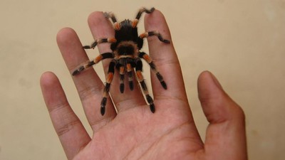 Di Tegal Tarantula Diternak dan Dijual Hingga Jutaan Rupiah Lho