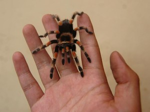 Ritual Kawin Tarantula yang Jadi Tontonan Warga