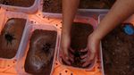 Di Tegal Tarantula Diternak dan Dijual Hingga Jutaan Rupiah Lho