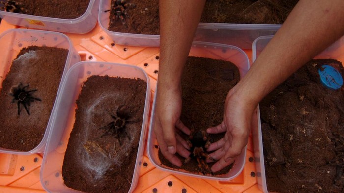 Di Tegal Tarantula Diternak dan Dijual Hingga Jutaan Rupiah Lho Tarantula kerap dianggap sebagai hewan berbahaya. Namun di Tegal, tarantula diternak dan dijual dengan harga mencapai puluhan juta rupiah lho.