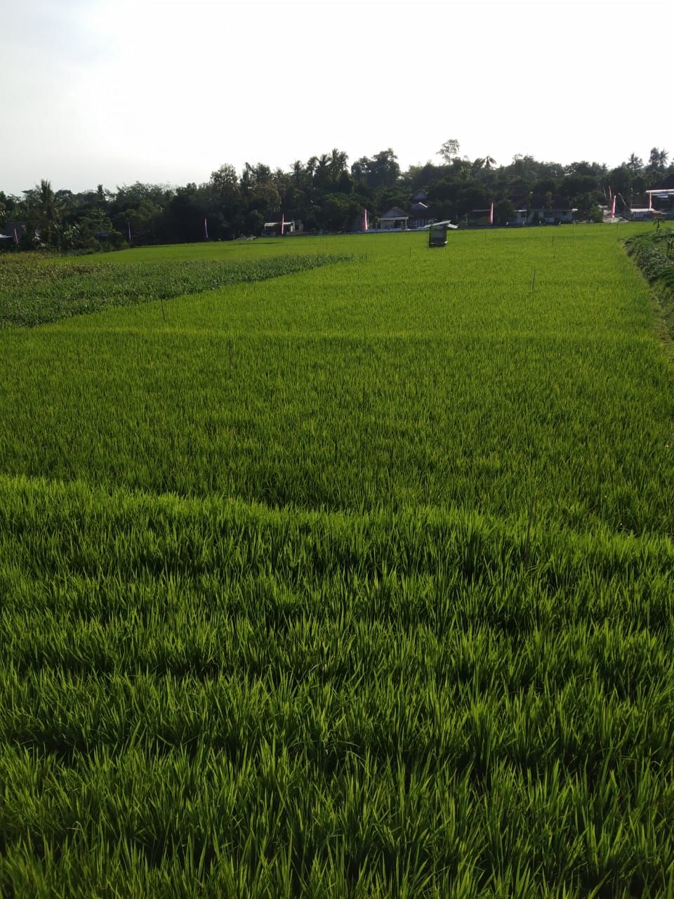 Dok: Kementan