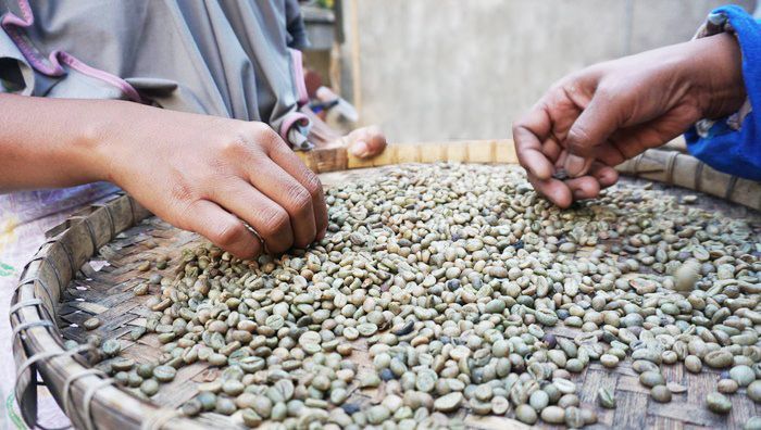 Kopi di Desa Kembang Kuning