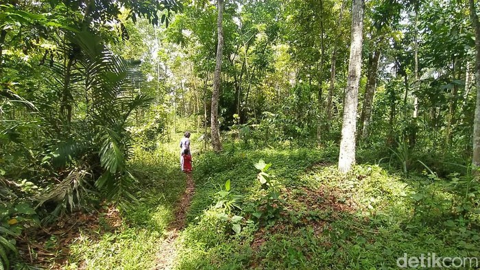 Lokasi penampakan hewan misterius di Ciamis.