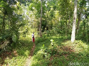 Penampakan Hewan Misterius Gegerkan Warga, BKSDA Ciamis: Diduga Binturong