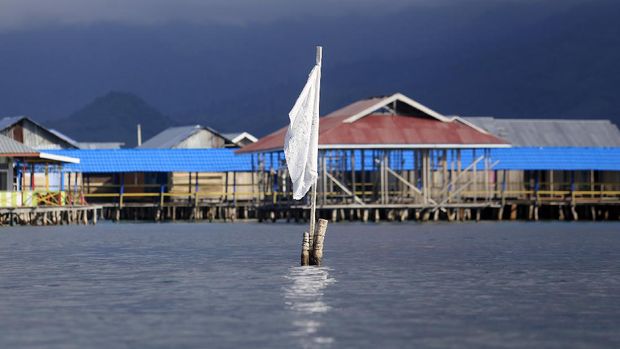 Seorang warga suku bajau menjemur teripang laut di desa Torosiaje.
