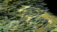 Untuk perikanan, pemerintah memberikan benih ikan untuk dibudidayakan oleh suku Bajau, bagian bawah rumah dan juga perairan di sekitar perkampungan menjadi lokasi tambak ikan.