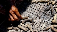Seorang warga suku bajau menjemur teripang laut di desa Torosiaje.