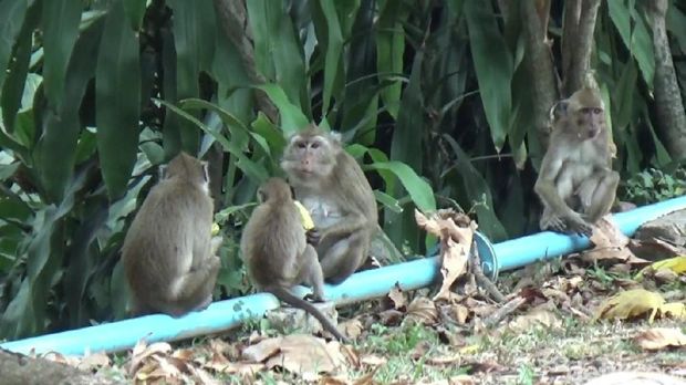 monyet di jatiluhur purwakarta
