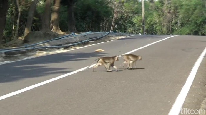 monyet di jatiluhur purwakarta