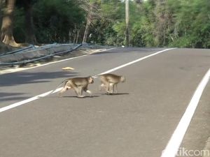 Kawanan Monyet di Jatiluhur Turun ke Pemukiman Jarah Makanan Warga