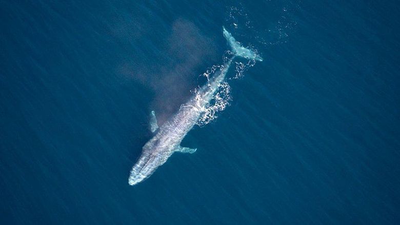 Paus biru muncul di Sidney, pernampakan yang sangat langka , ketiga kali dalam 100 tahun terakhir
