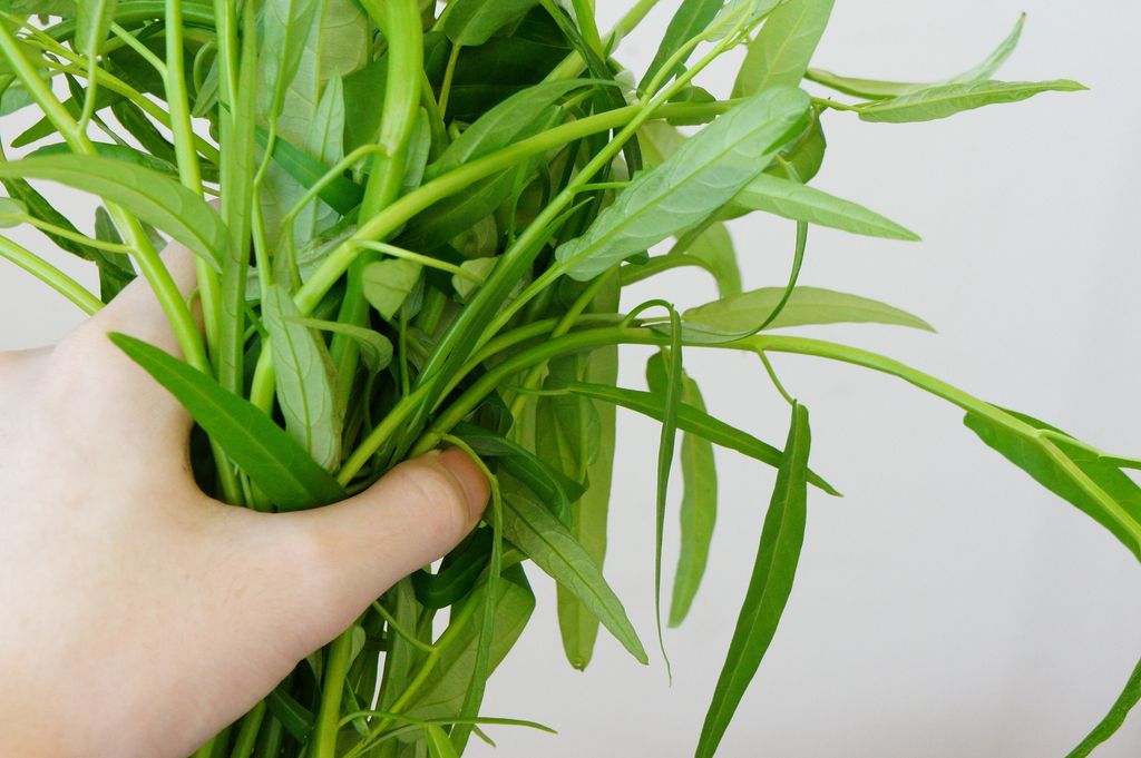  Resep  Mie Kangkung  Ebi  yang Gurih Enak