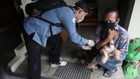 Seeokor anjing harus dipeluk oleh pemiliknya saat disuntik vaksin rabies.