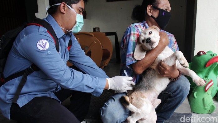 Vaksin Rabies Gratis untuk Hewan Peliharaan Petugas menyuntikan vaksin rabies secara gratis untuk hewan peliharaan warga di Kelurahan Gunungketur, Yogyakarta, Senin (7/9/2020).