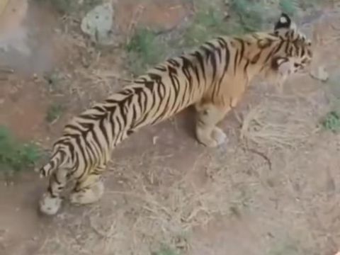 Video yang menunjukkan seekor harimau bertubuh kecil atau kurus viral di media sosial. Harimau tersebut merupakan koleksi dari Maharani Zoo, Lamongan.