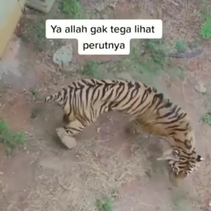 Video yang menunjukkan seekor harimau bertubuh kecil atau kurus viral di media sosial. Harimau tersebut merupakan koleksi dari Maharani Zoo, Lamongan.