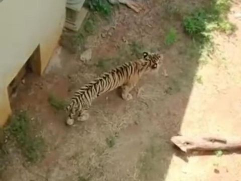 Video yang menunjukkan seekor harimau bertubuh kecil atau kurus viral di media sosial. Harimau tersebut merupakan koleksi dari Maharani Zoo, Lamongan.