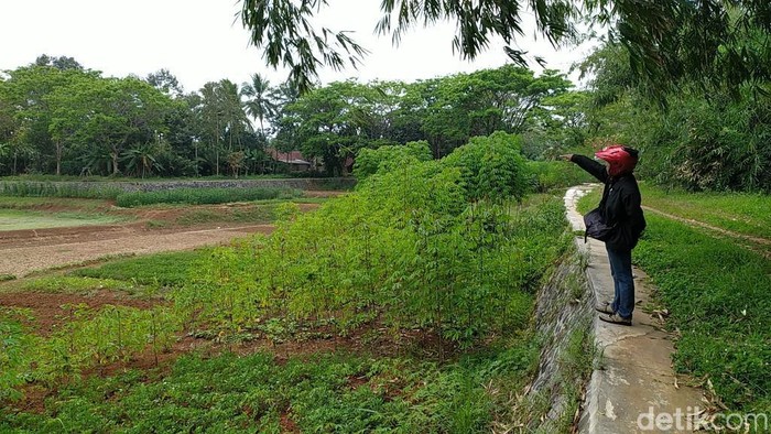 Warga tanami sayuran di Situ Rancabungur yang mengering.