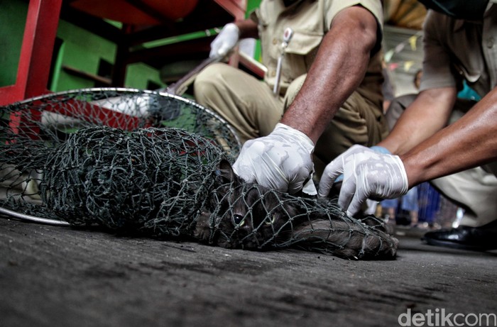 Program vaksin rabies untuk hewan peliharaan diselenggarakan di sejumlah kawasan Jakarta Utara. Program digelar mulai Selasa (8/9) hingga Jumat (18/9) mendatang