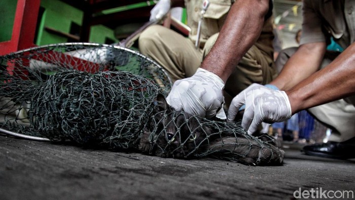 Aksi Petugas Kejar-kejaran dengan Hewan Untuk Suntik Vaksin Program vaksin rabies untuk hewan peliharaan diselenggarakan di sejumlah kawasan Jakarta Utara. Program digelar mulai Selasa (8/9) hingga Jumat (18/9) mendatang