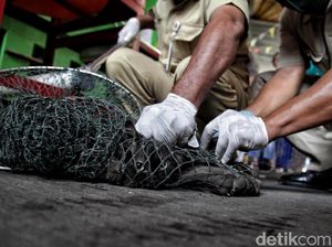Tingkat Kematian 100 Persen, Baru 8 Provinsi RI yang Bebas Rabies