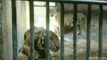 BKSDA Terjun Langsung Tangani Harimau Kurus di Maharani Zoo