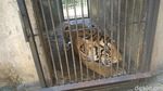 BKSDA Terjun Langsung Tangani Harimau Kurus di Maharani Zoo