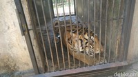 Dikatakan Widodo, pihaknya juga akan melakukan penimbangan terhadap harimau ini untuk mengetahui lebih jauh morfologi harimau ini. Selain itu, imbuh Widodo, pihaknya juga akan melakukan body scoring yang dilakukan untuk mengetahui perubahan seiring dengan usia.
