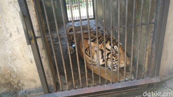 BKSDA turun ke Maharani Zoo dan Goa Lamongan. Petugas BKSDA mengecek kebenaran harimau Sumatera kurus yang viral di medsos. Hasilnya?