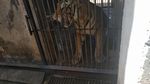 BKSDA Terjun Langsung Tangani Harimau Kurus di Maharani Zoo