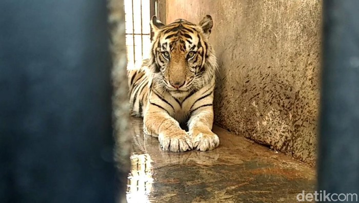 BKSDA turun ke Maharani Zoo dan Goa Lamongan. Petugas BKSDA mengecek kebenaran harimau Sumatera kurus yang viral di medsos. Hasilnya?