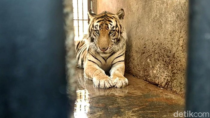 BKSDA Terjun Langsung Tangani Harimau Kurus di Maharani Zoo BKSDA turun ke Maharani Zoo dan Goa Lamongan. Petugas BKSDA mengecek kebenaran harimau Sumatera kurus yang viral di medsos. Hasilnya?